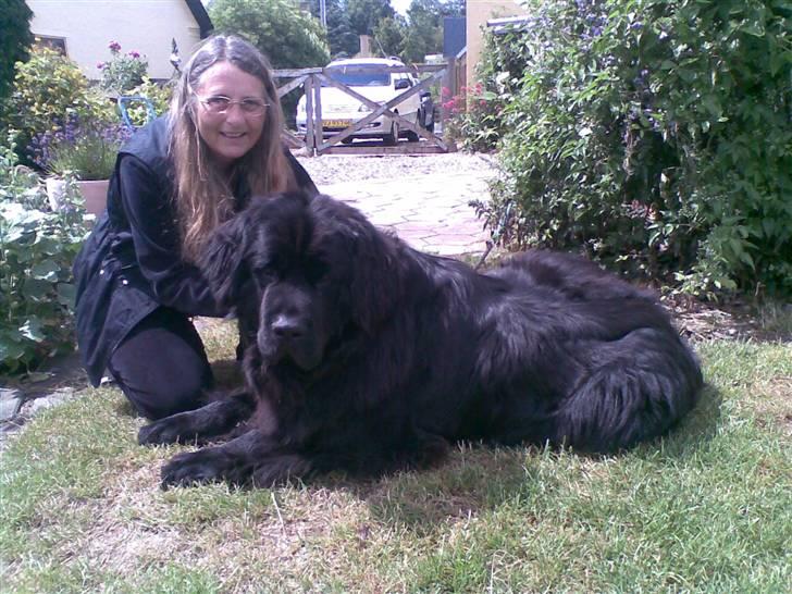 Newfoundlænder Mickey billede 7