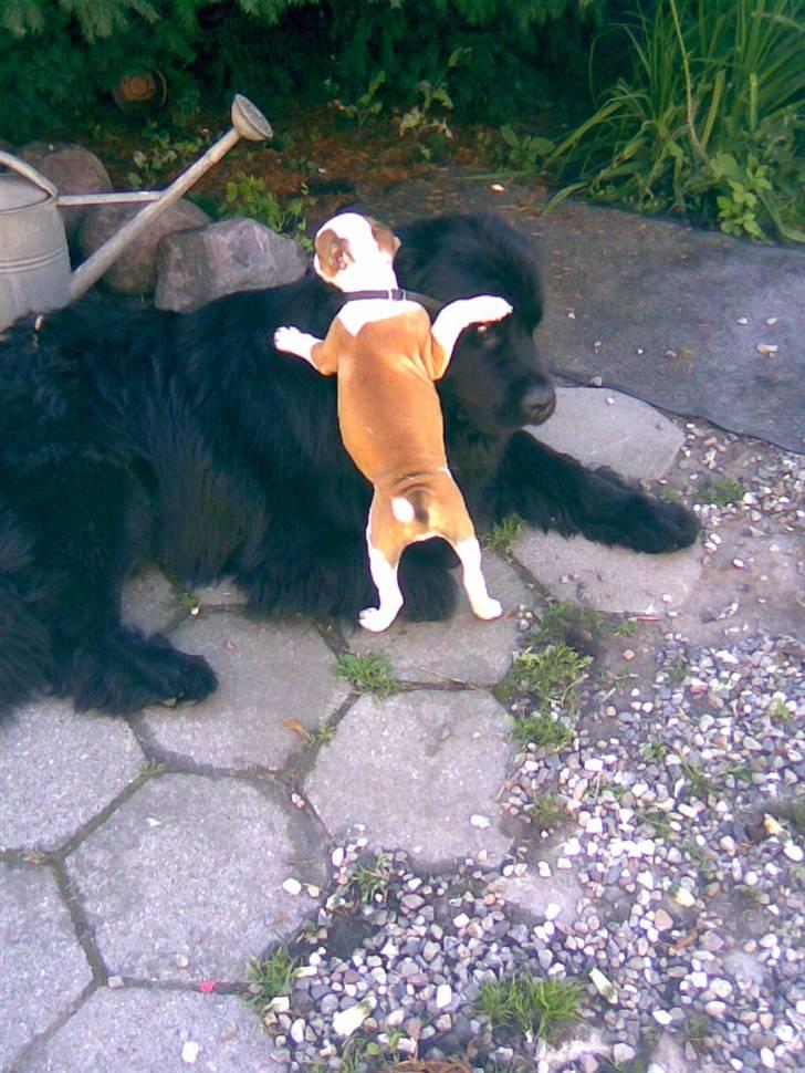 Newfoundlænder Mickey billede 8