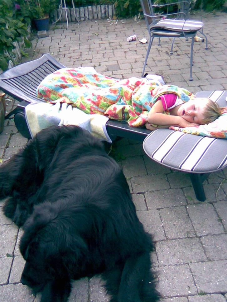 Newfoundlænder Mickey billede 9