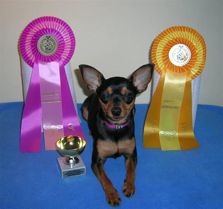 Prazsky krysarik Marlenka - Maelenka fik CK Tredie plads på Malmø Int. 20-3-2011 billede 6