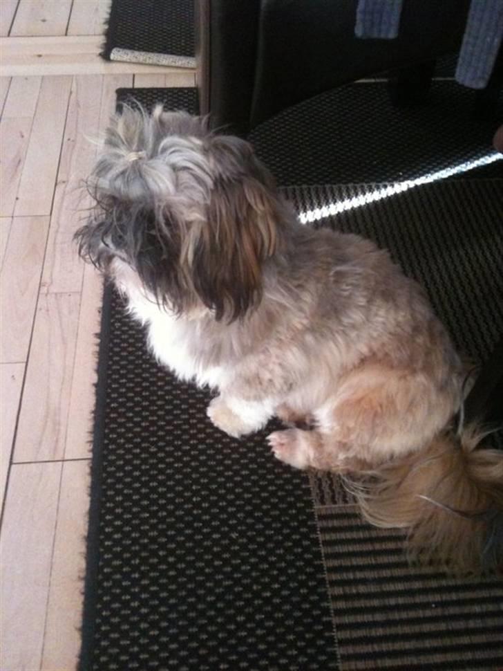 Shih tzu Kismo billede 2