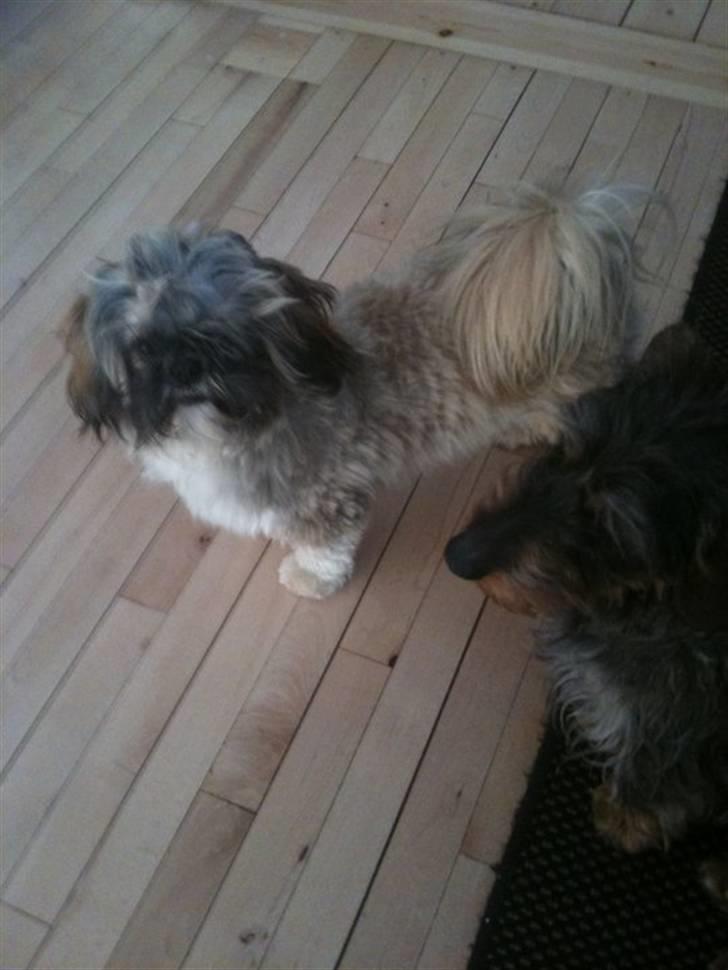 Shih tzu Kismo billede 3