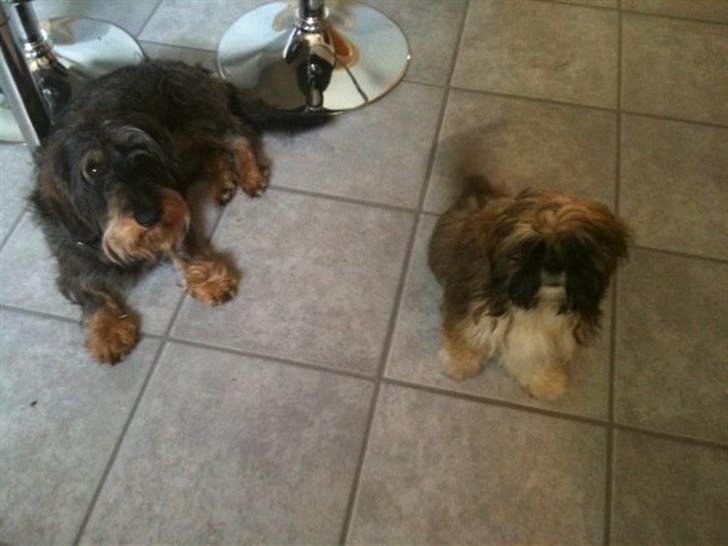 Shih tzu Kismo billede 4