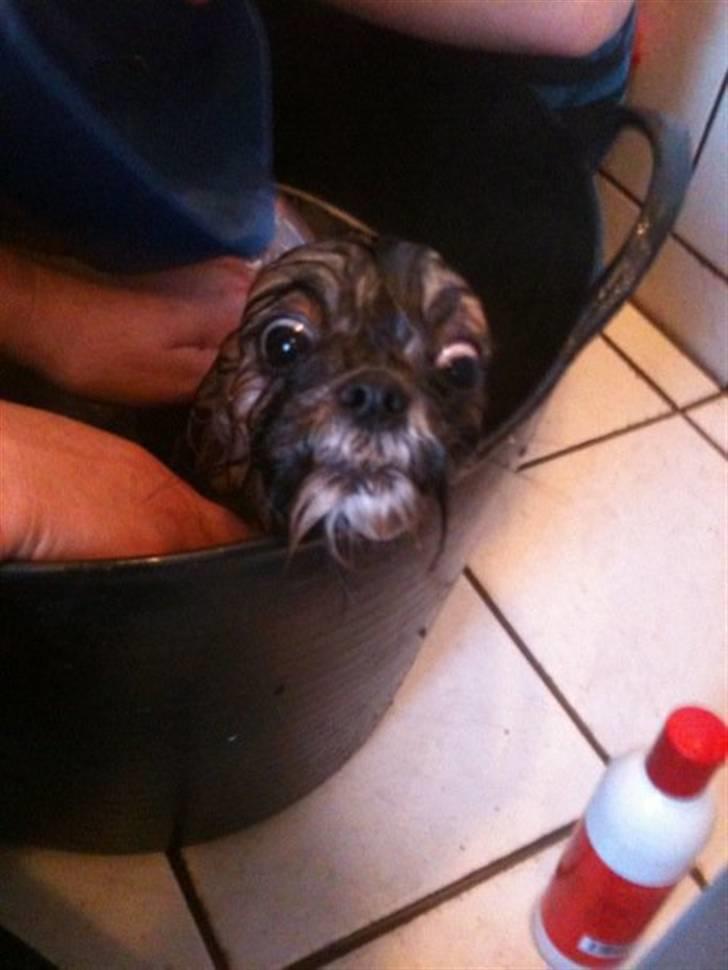 Shih tzu Kismo billede 5