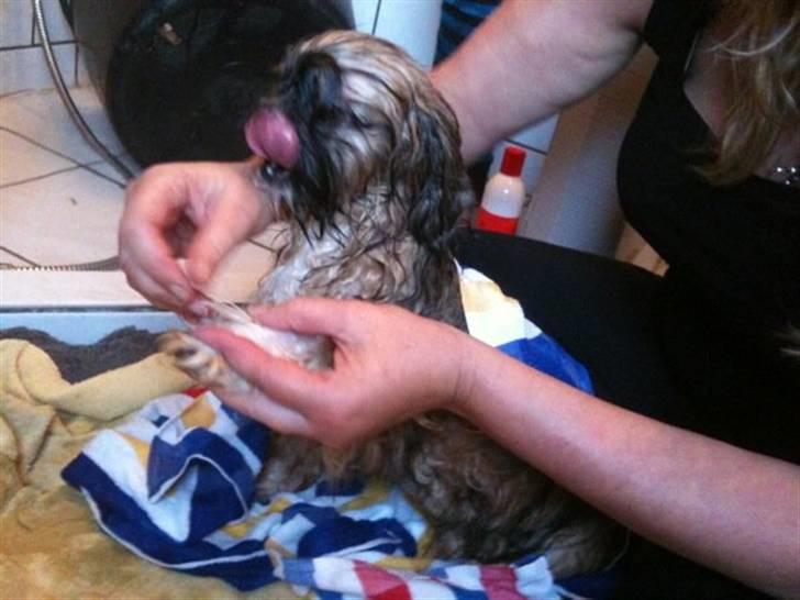 Shih tzu Kismo billede 6