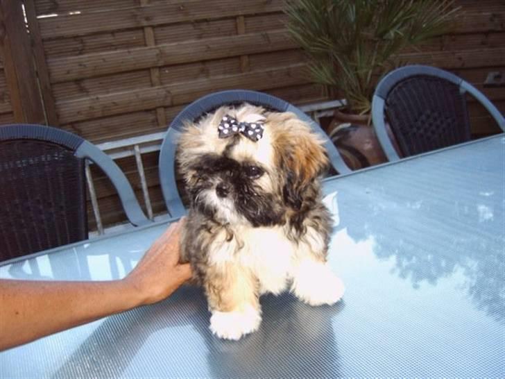 Shih tzu Kismo billede 7