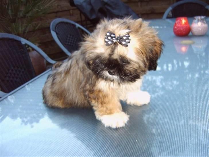 Shih tzu Kismo billede 8