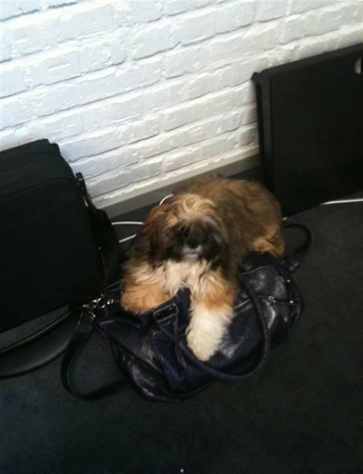 Shih tzu Kismo billede 9