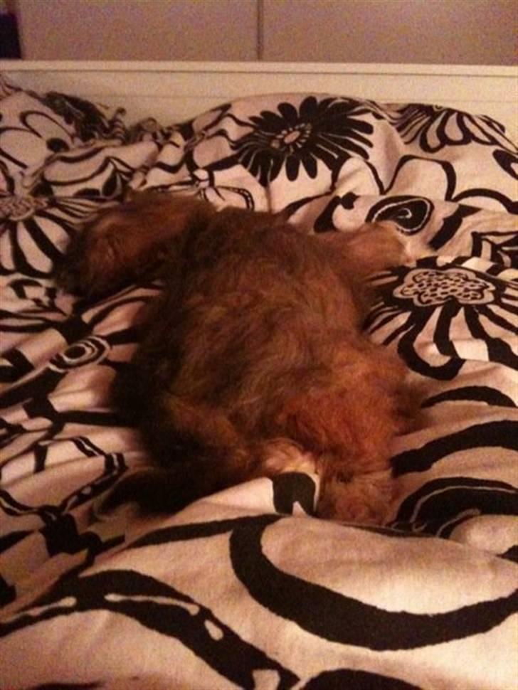 Shih tzu Kismo billede 10