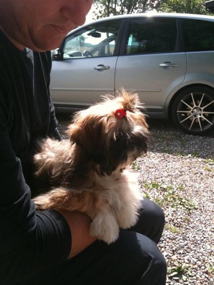 Shih tzu Kismo billede 11