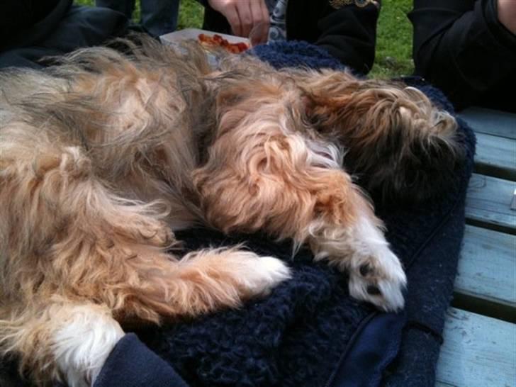 Shih tzu Kismo billede 12