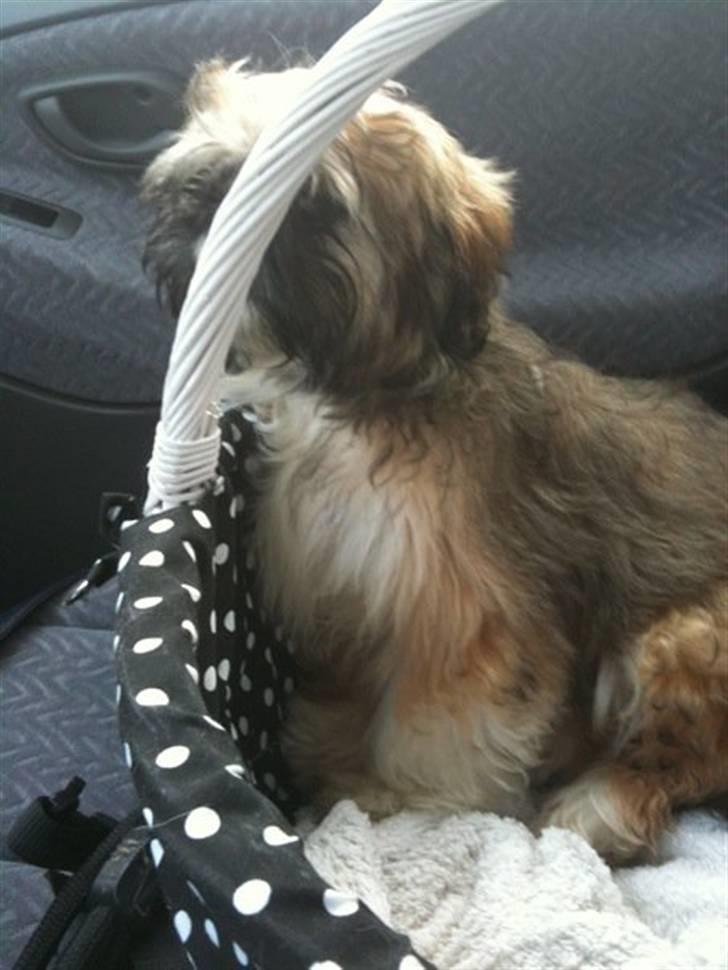 Shih tzu Kismo billede 13