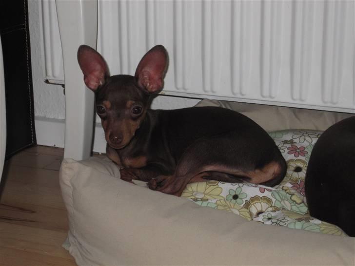 Prazsky krysarik Missy billede 1