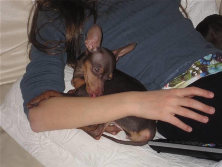 Prazsky krysarik Missy billede 2