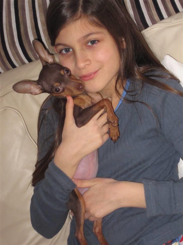 Prazsky krysarik Missy billede 3