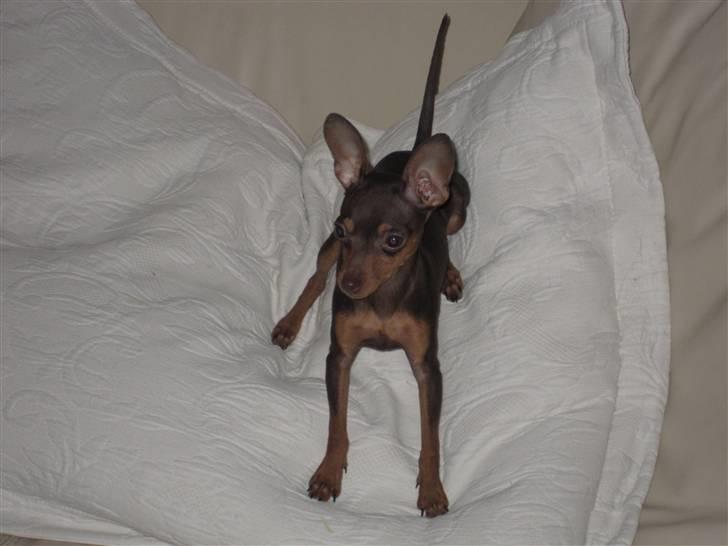 Prazsky krysarik Missy billede 4