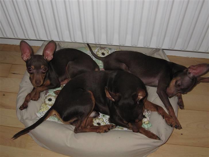 Prazsky krysarik Missy billede 5