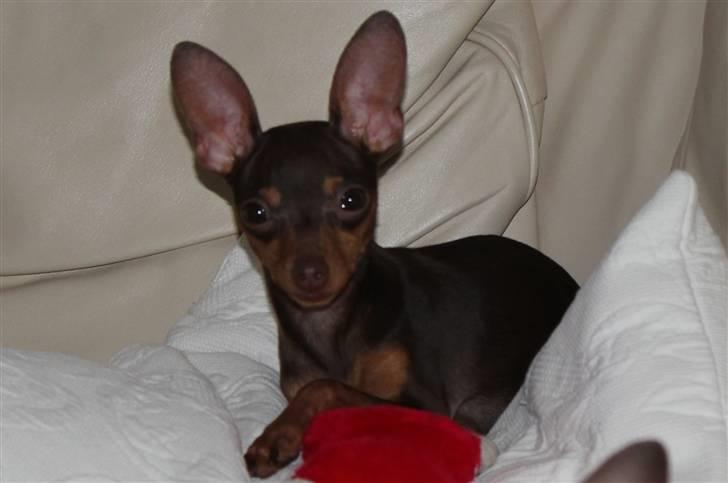 Prazsky krysarik Missy billede 6