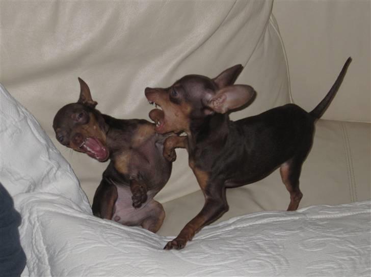 Prazsky krysarik Missy billede 7