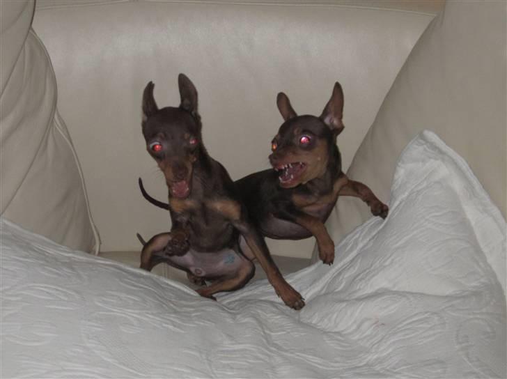 Prazsky krysarik Missy billede 8