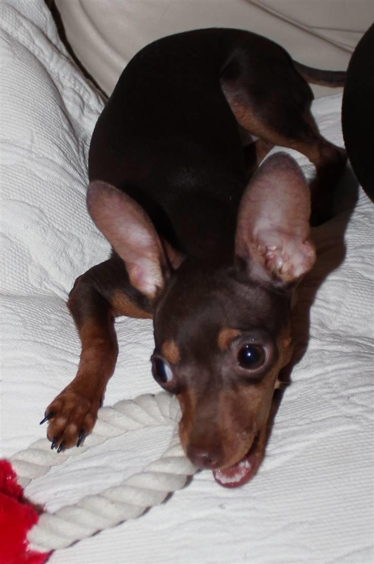 Prazsky krysarik Missy billede 9