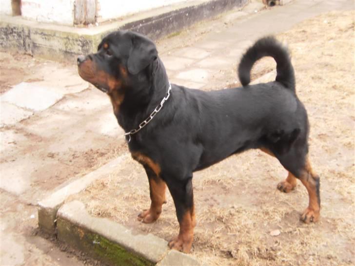 Rottweiler Arzadon Salko billede 2