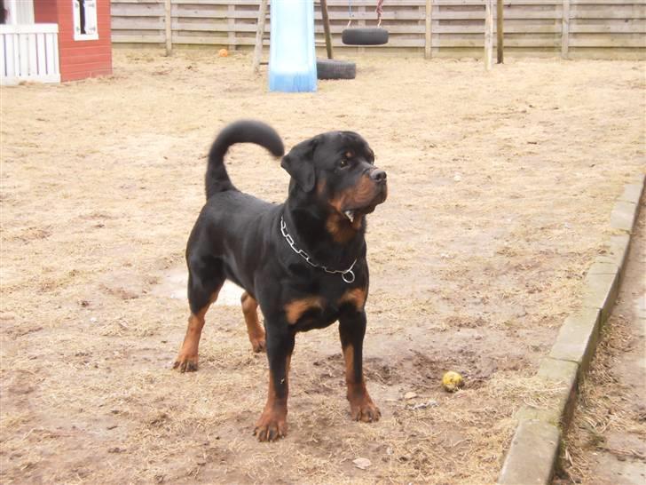 Rottweiler Arzadon Salko billede 3