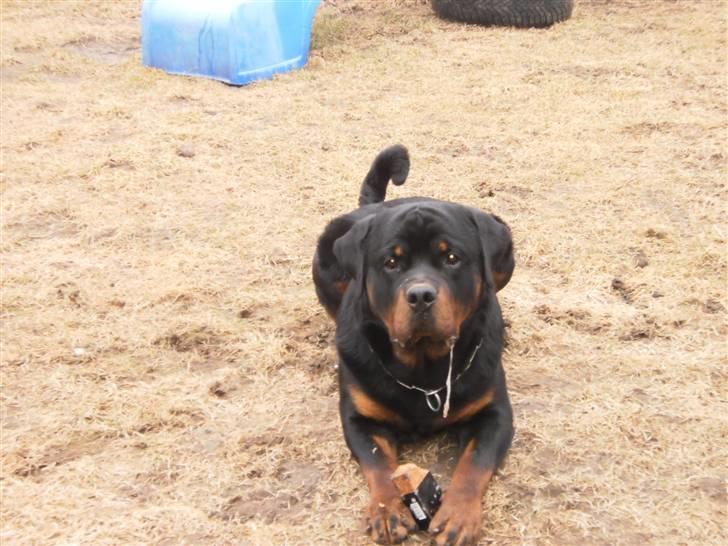 Rottweiler Arzadon Salko billede 4