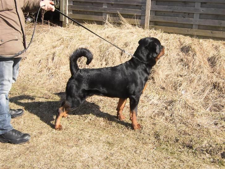 Rottweiler Arzadon Salko billede 5