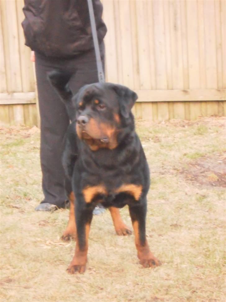 Rottweiler Arzadon Salko billede 6