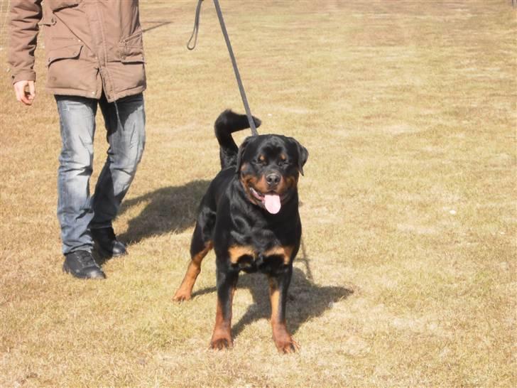 Rottweiler Arzadon Salko billede 7