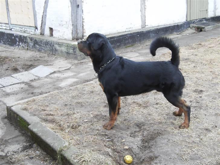 Rottweiler Arzadon Salko billede 8