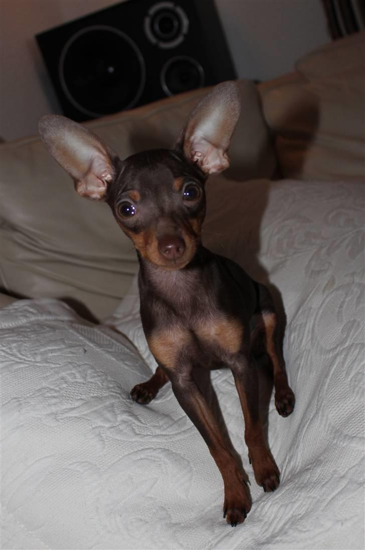 Prazsky krysarik Honny billede 1