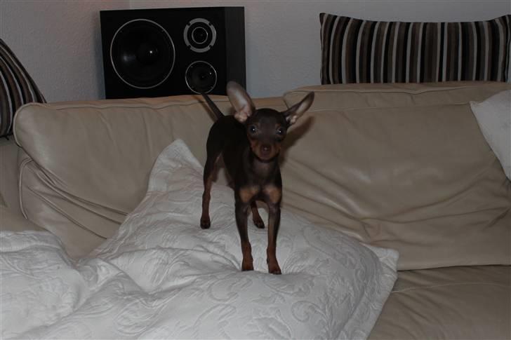 Prazsky krysarik Honny billede 2