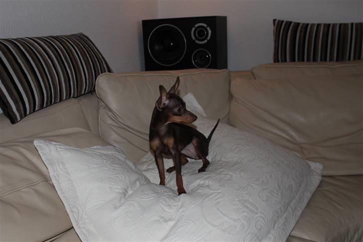 Prazsky krysarik Honny billede 3