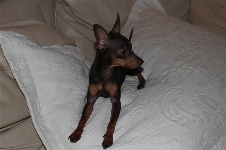 Prazsky krysarik Honny billede 4