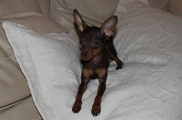 Prazsky krysarik Honny billede 5