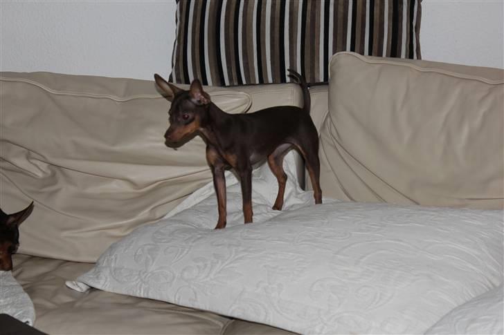 Prazsky krysarik Honny billede 6