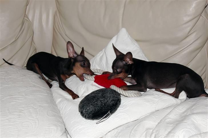 Prazsky krysarik Honny billede 7