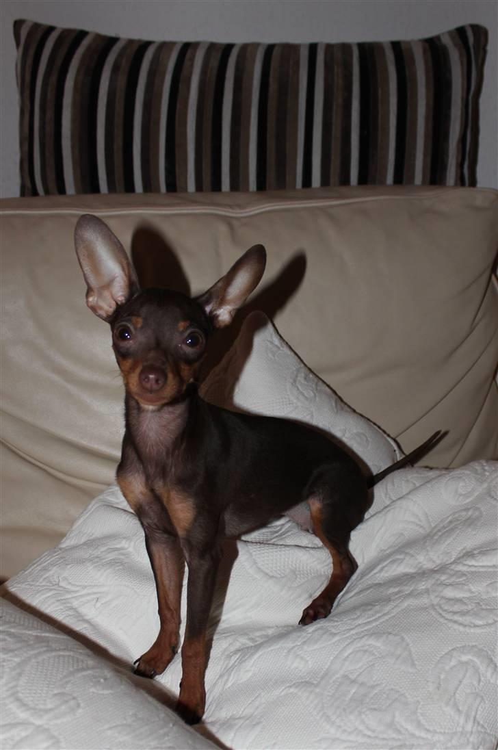 Prazsky krysarik Honny billede 8