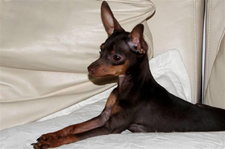 Prazsky krysarik Honny billede 9