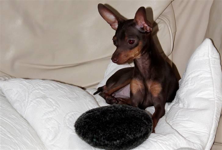 Prazsky krysarik Honny billede 10