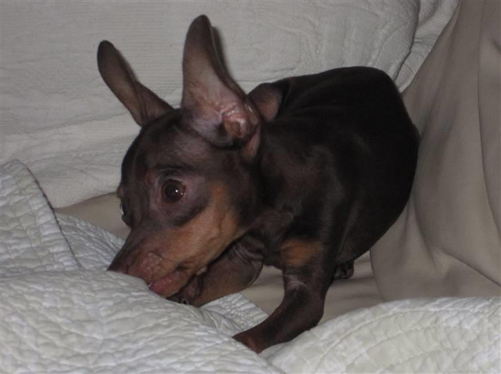 Prazsky krysarik Honny billede 11