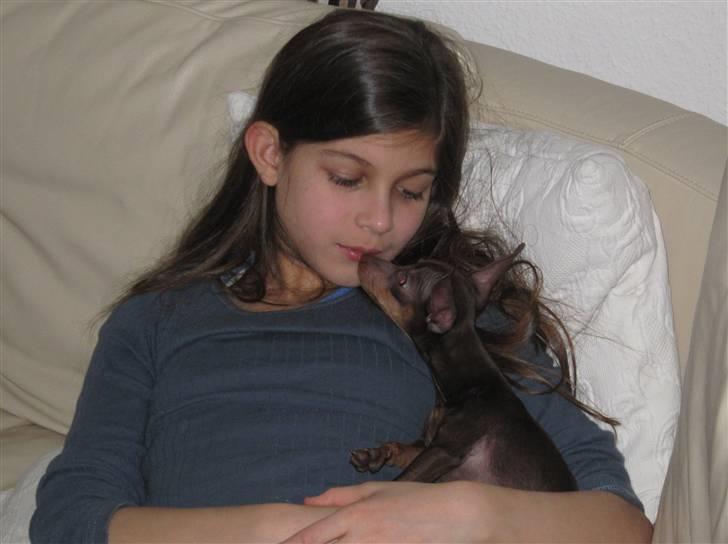 Prazsky krysarik Honny billede 12