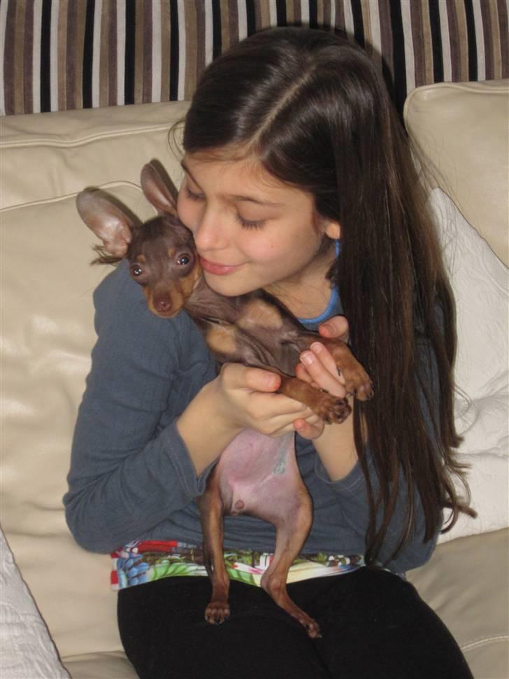 Prazsky krysarik Honny billede 13