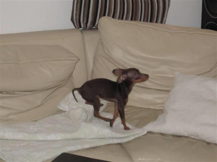 Prazsky krysarik Honny billede 14