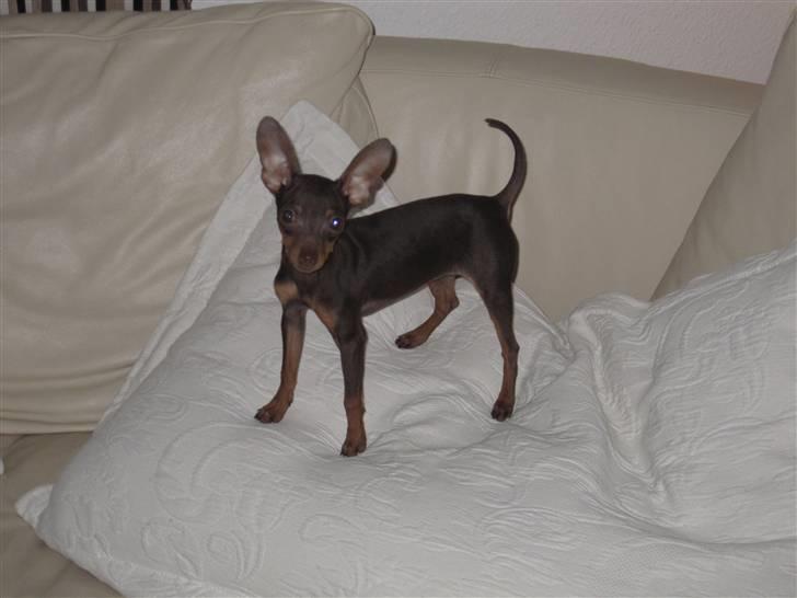 Prazsky krysarik Honny billede 15