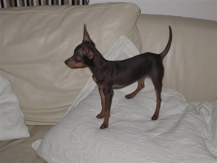 Prazsky krysarik Honny billede 16