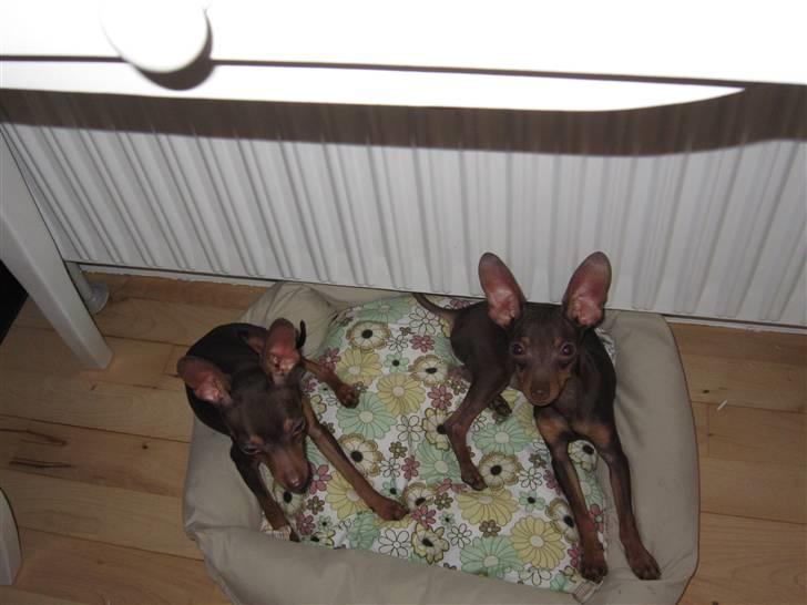 Prazsky krysarik Honny billede 17