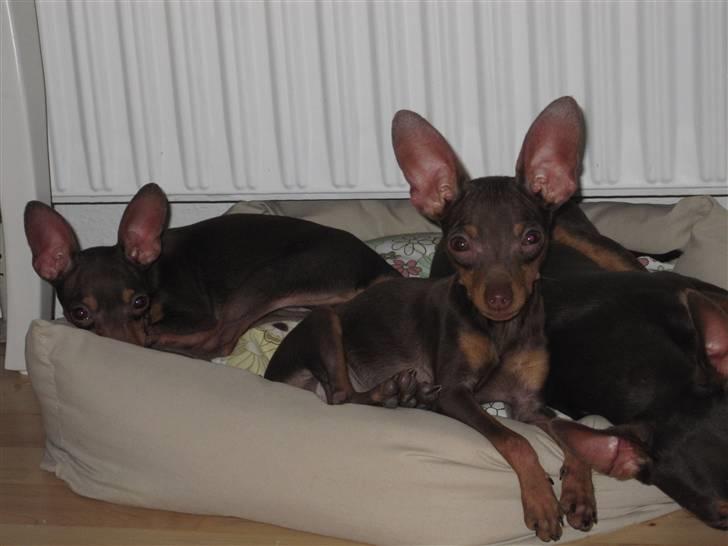 Prazsky krysarik Honny billede 20